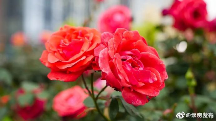 “云南发布”微博