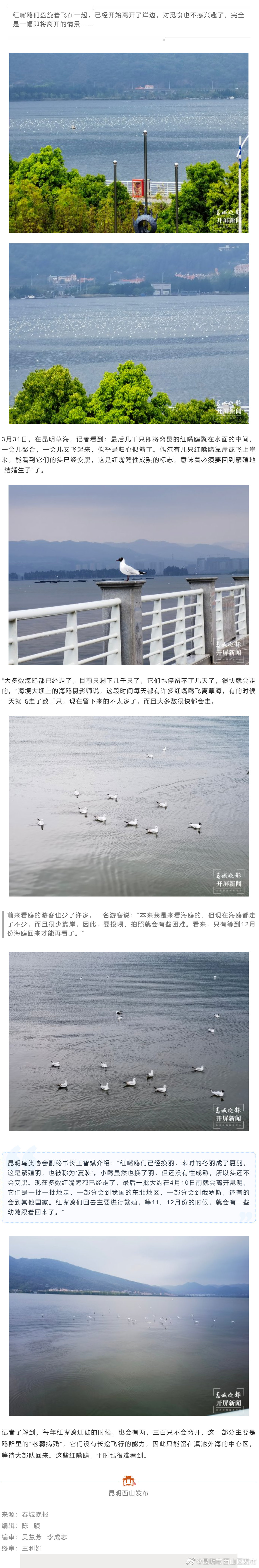 最后一批红嘴鸥即将离开昆明