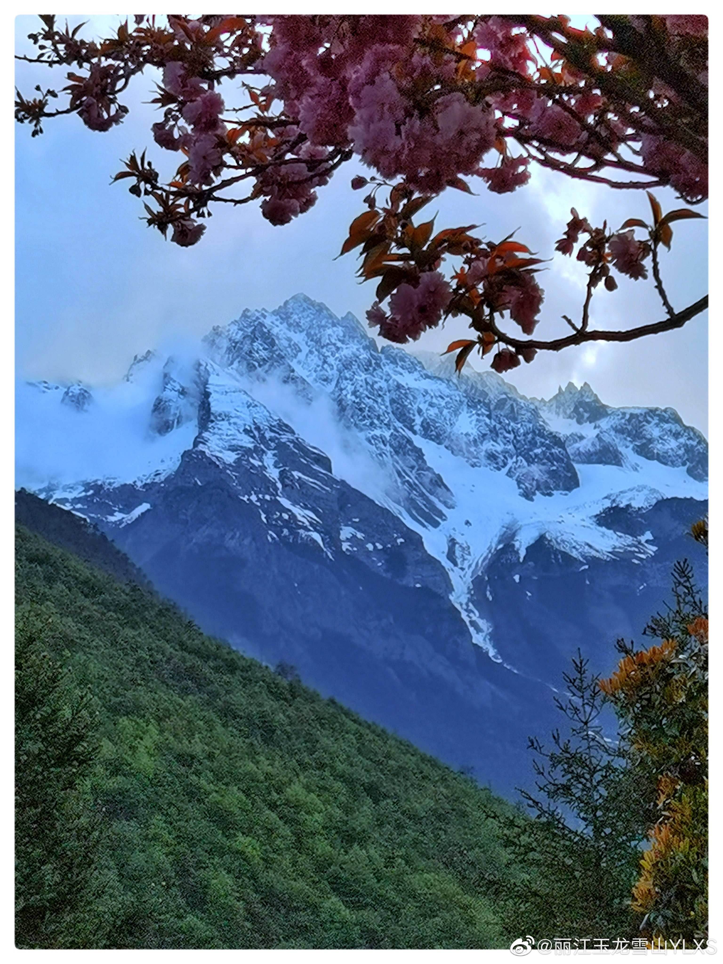 丽江玉龙雪山YLXS微博