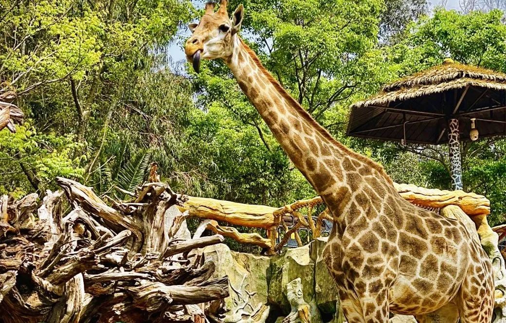 云南野生动物园