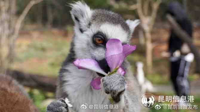 “昆明官渡发布”微博