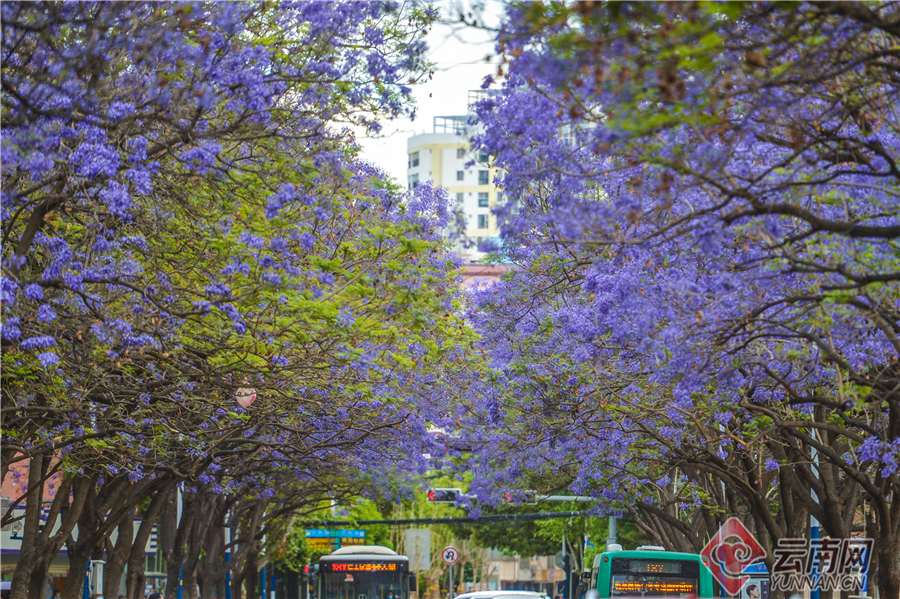 云南省文化和旅游厅