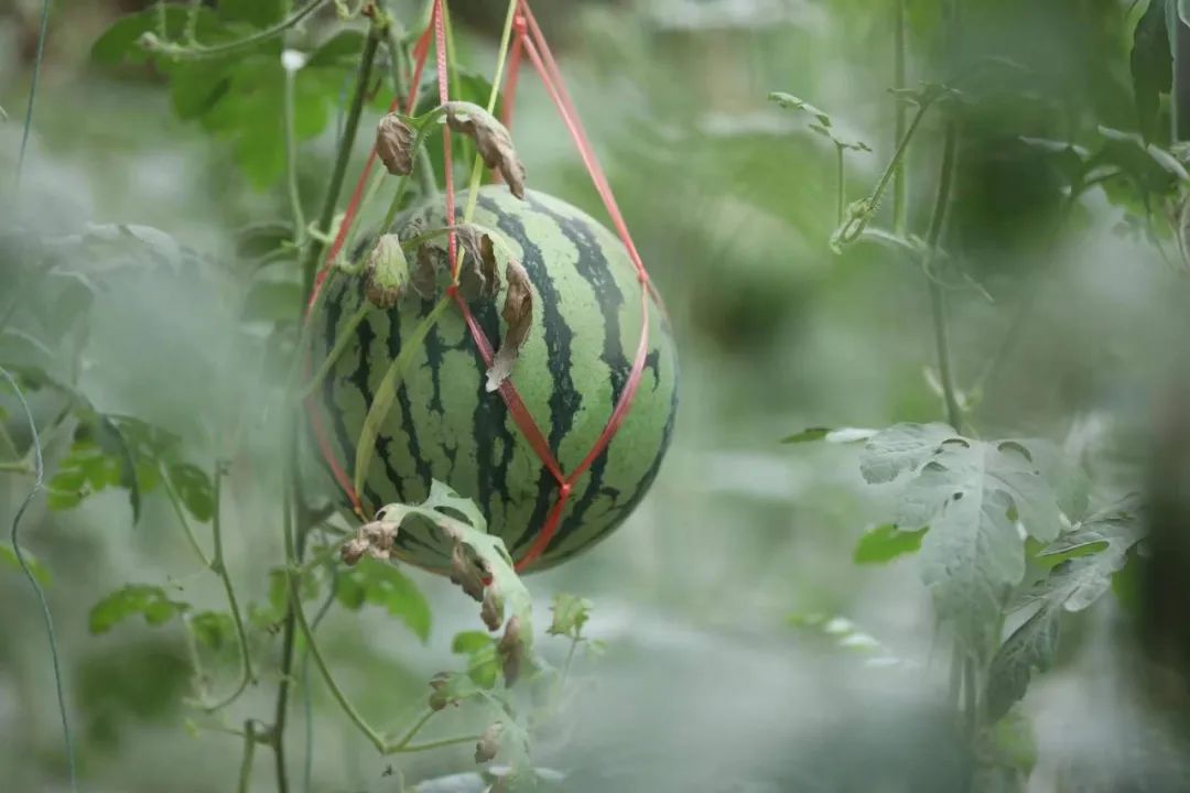 东川发布(微信)