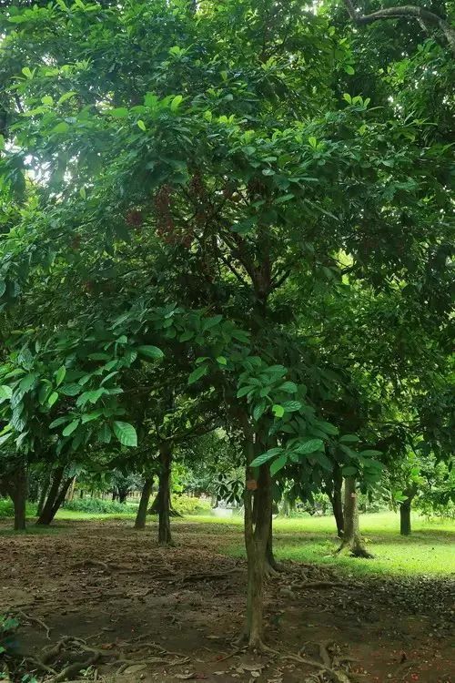 西双版纳望天树景区