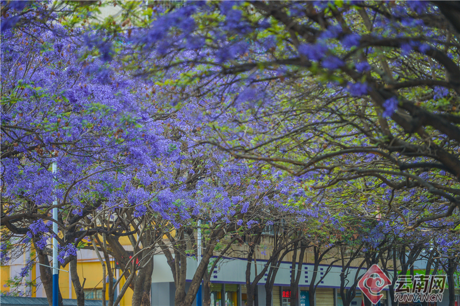 云南省文化和旅游厅
