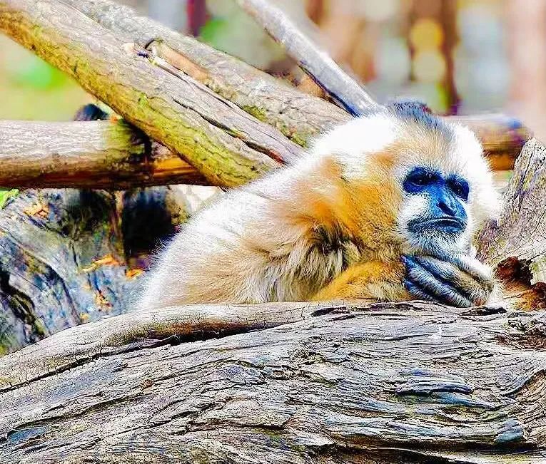 云南野生动物园