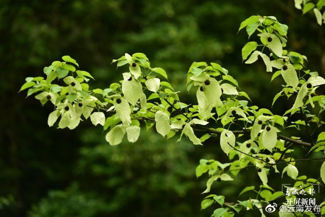 “云南发布”微博