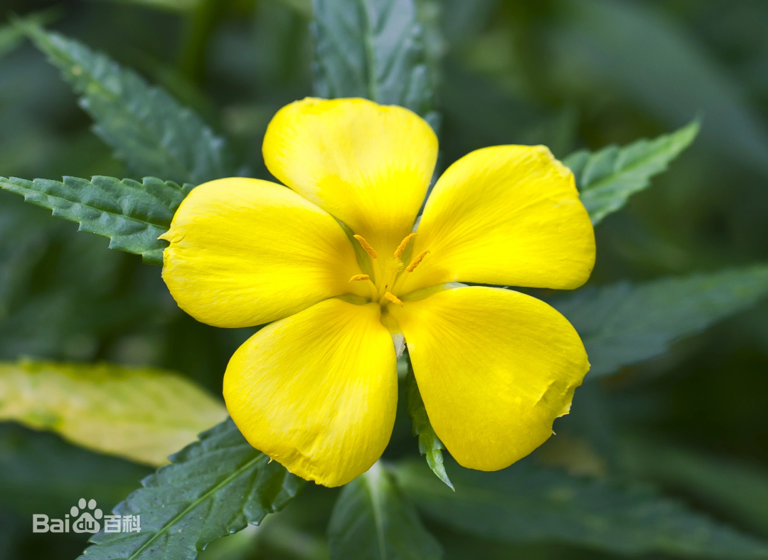 西双版纳望天树景区