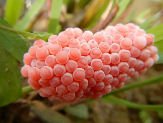 春城晚报