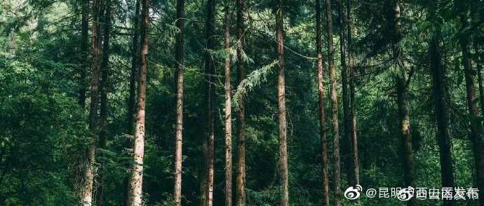 云南：新一轮退耕还林每亩退耕地现金补助1200元