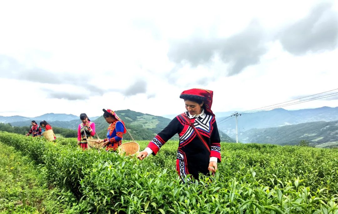 云南省人民政府网