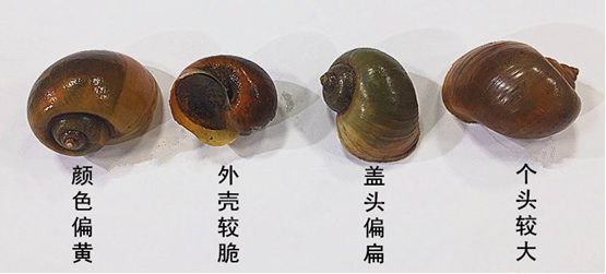 春城晚报