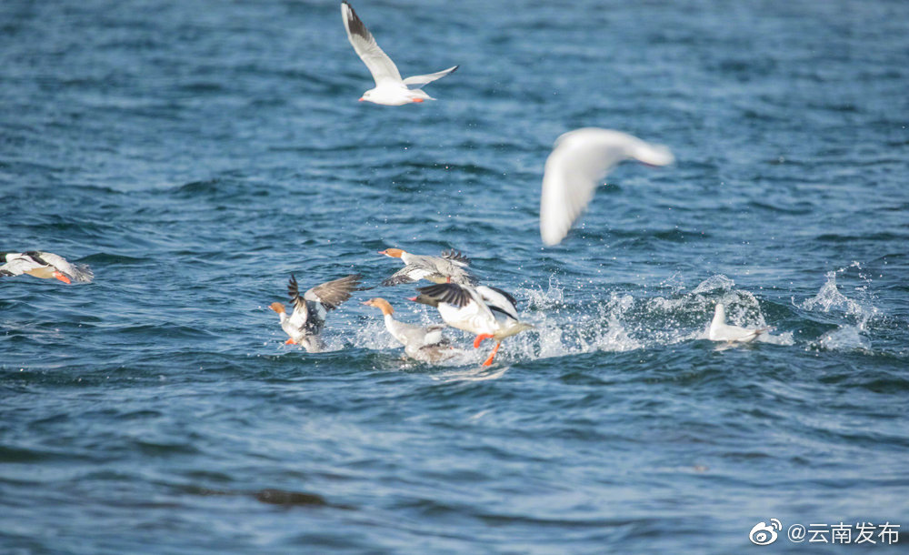 “云南发布”微博