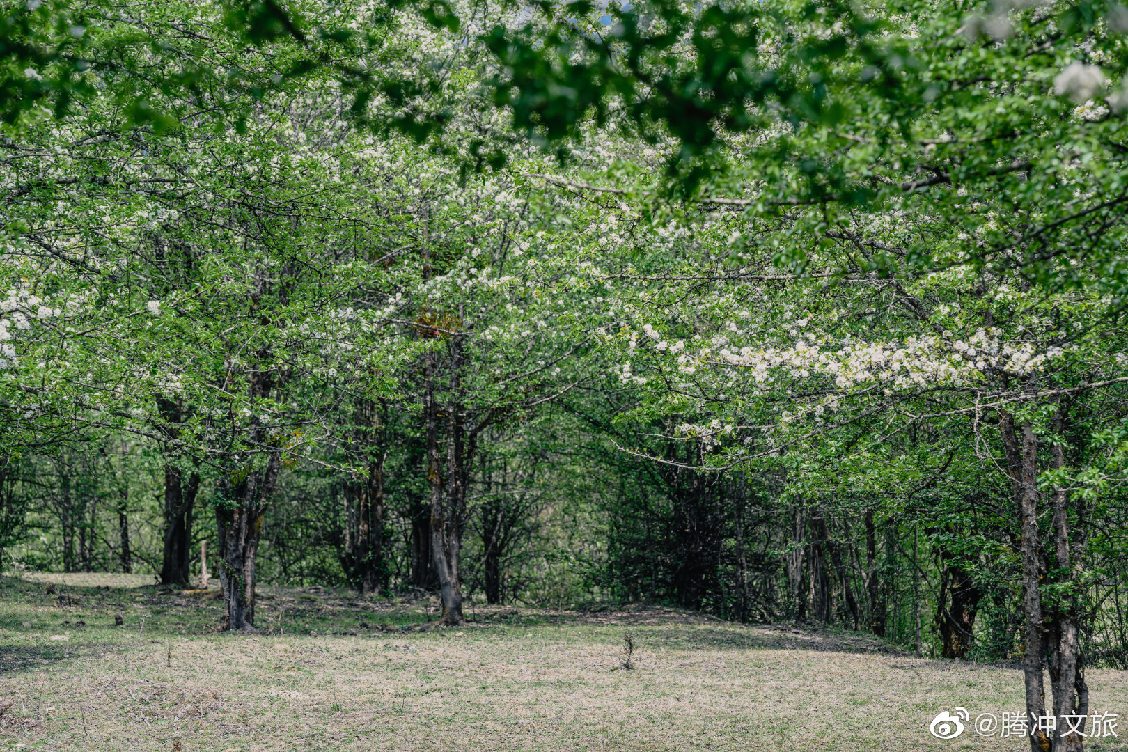 腾冲文旅微博