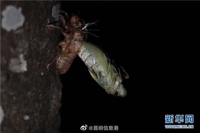 昆明信息港
