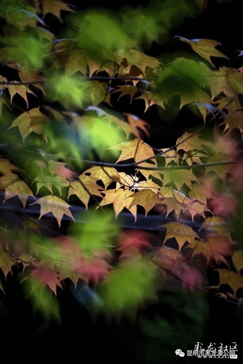 昆明市黑龙潭公园