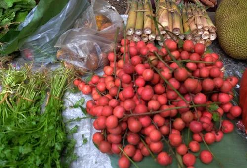 西双版纳望天树景区