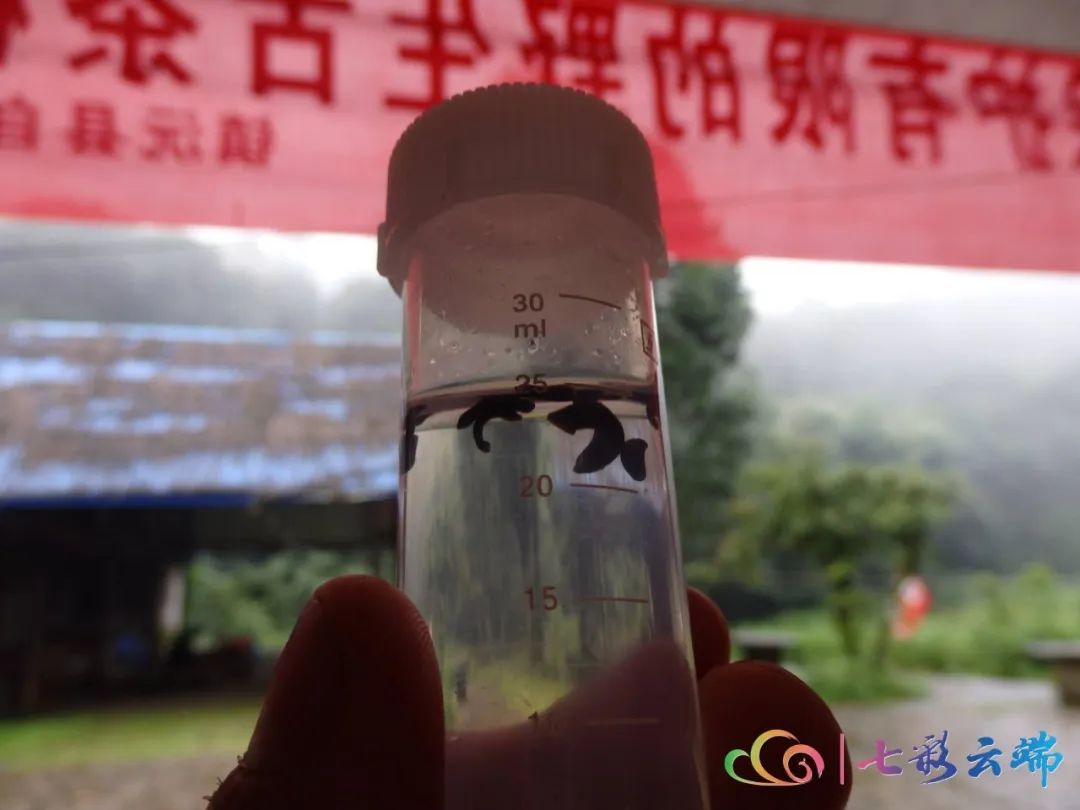 美丽云南微科普