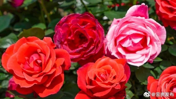 “云南发布”微博