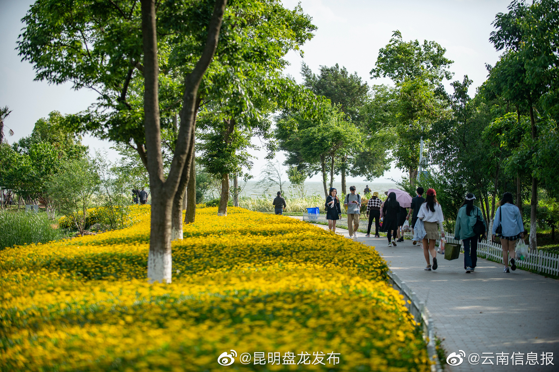 昆明盘龙发布