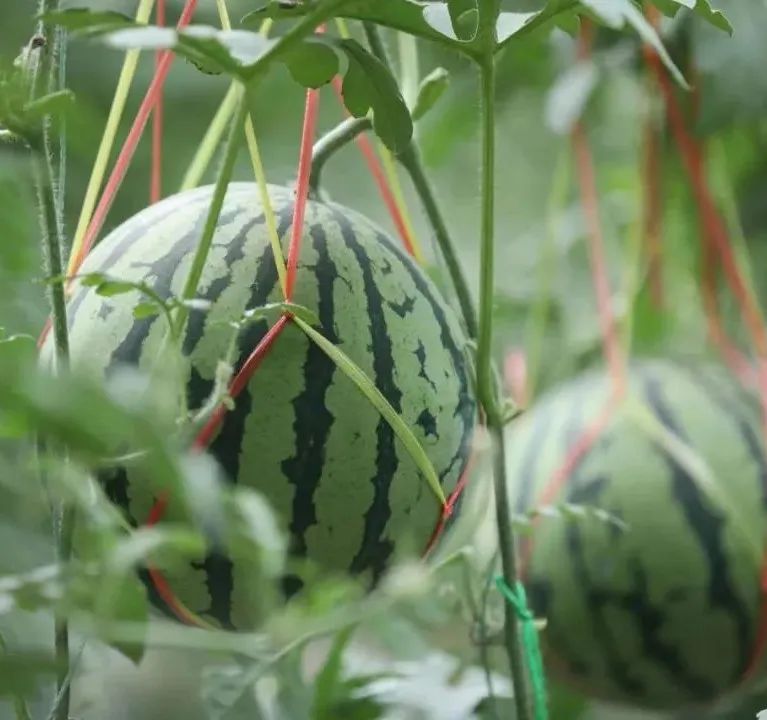 东川发布(微信)