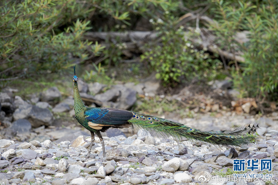昆明市西山区发布