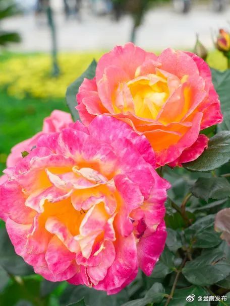 “云南发布”微博