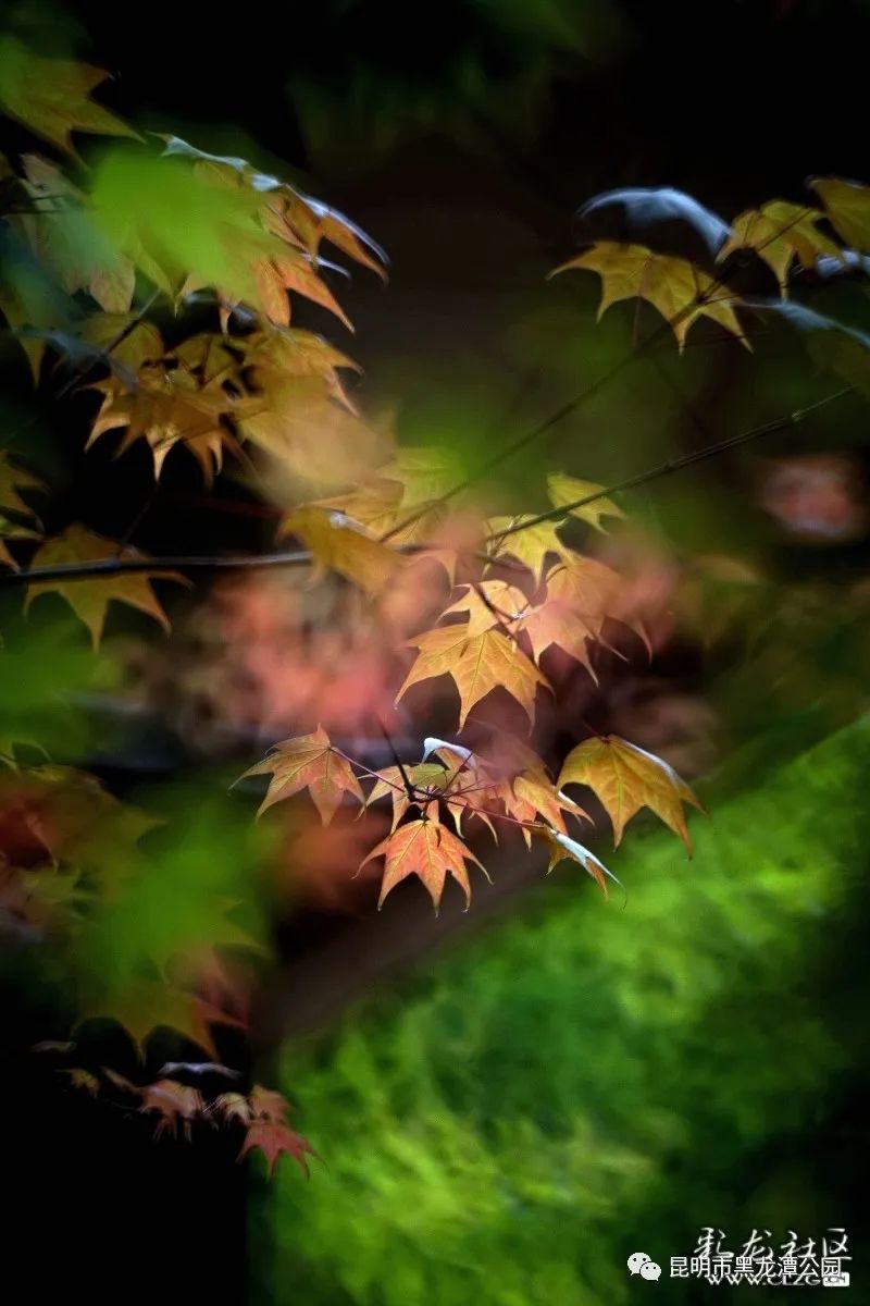 昆明市黑龙潭公园