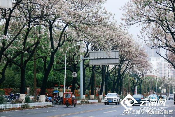昆明市西山区发布