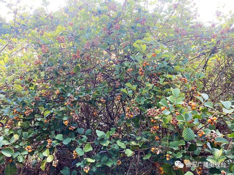 德宏广播电视台