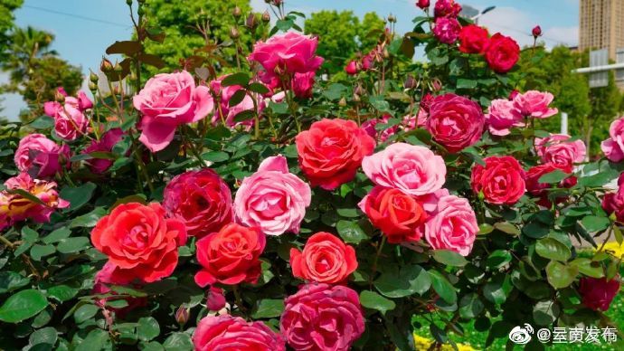 “云南发布”微博