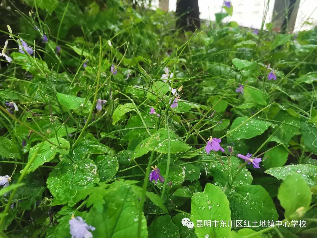 东川教育(微信)