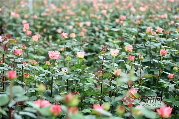 云南省文化和旅游厅