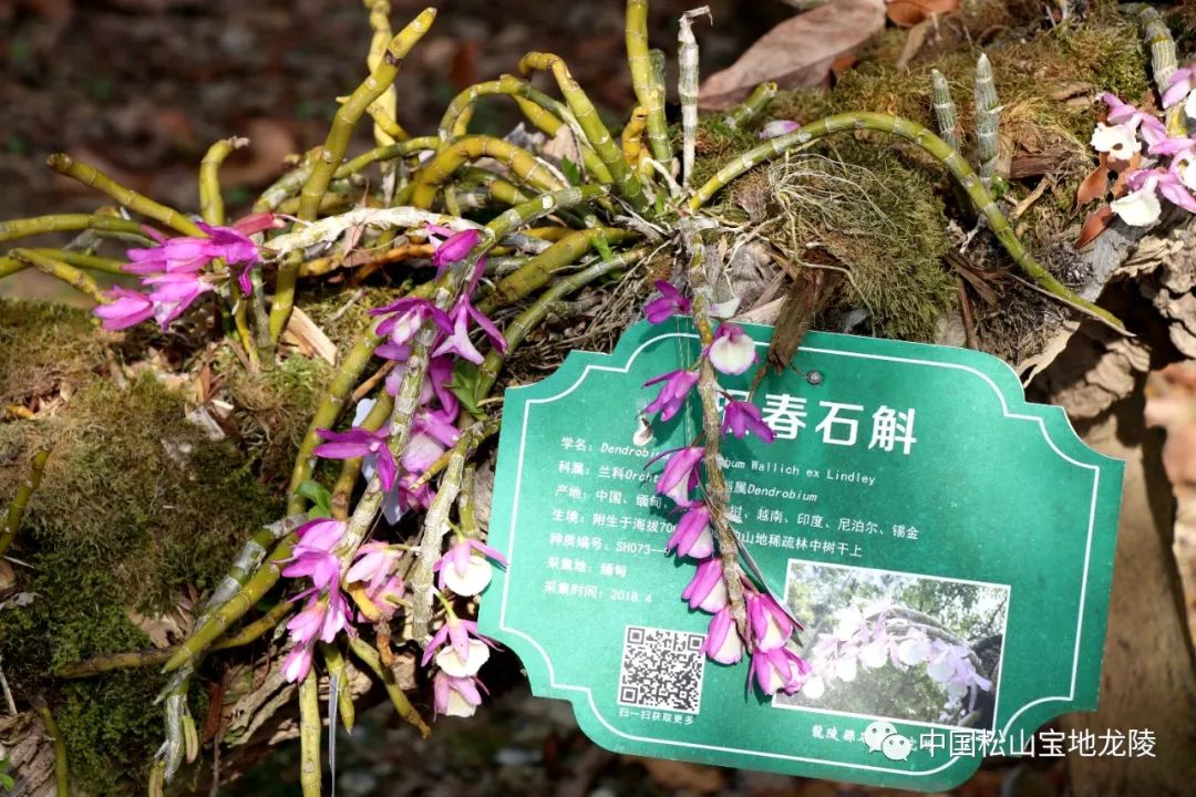 保山新闻网