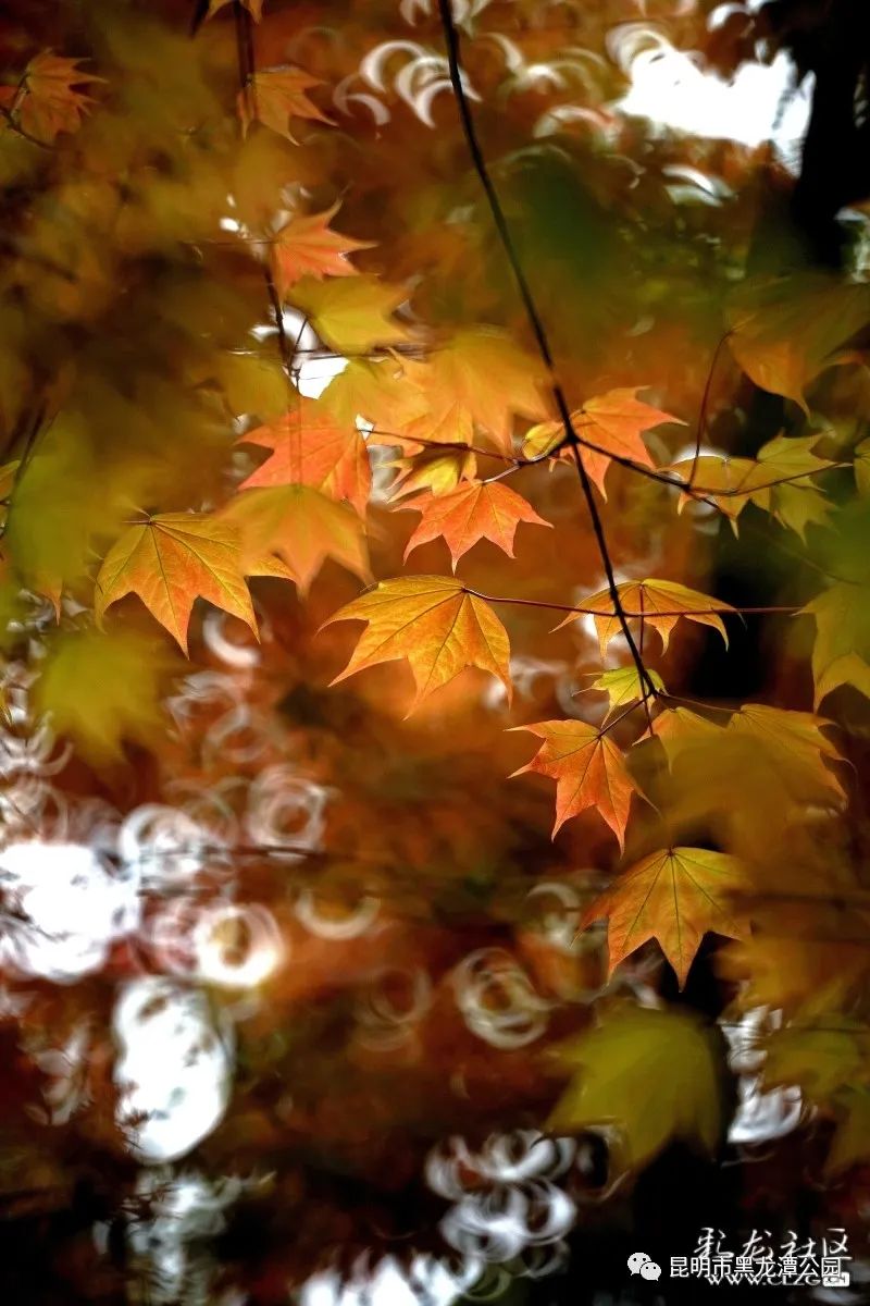 昆明市黑龙潭公园