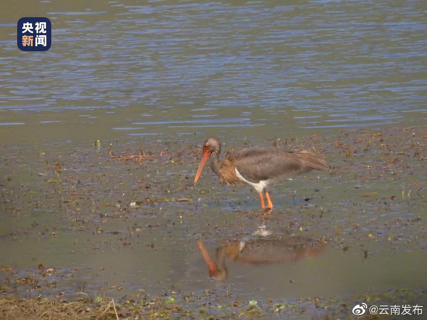 “云南发布”微博