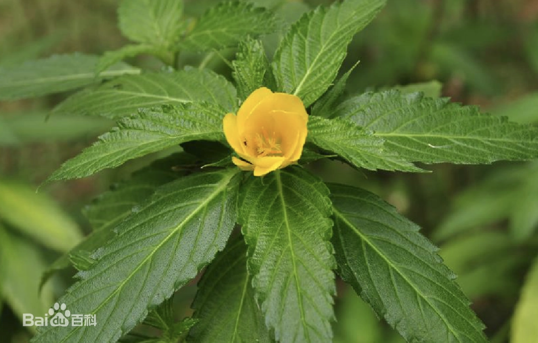 西双版纳望天树景区