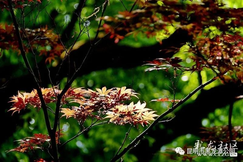 昆明市黑龙潭公园