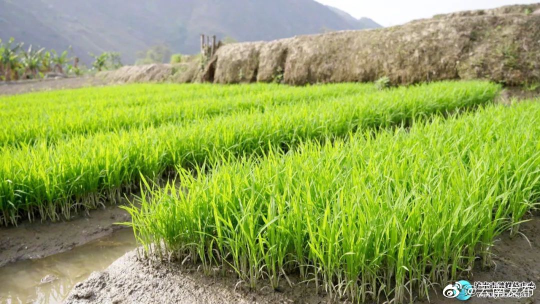 “云南发布”微博