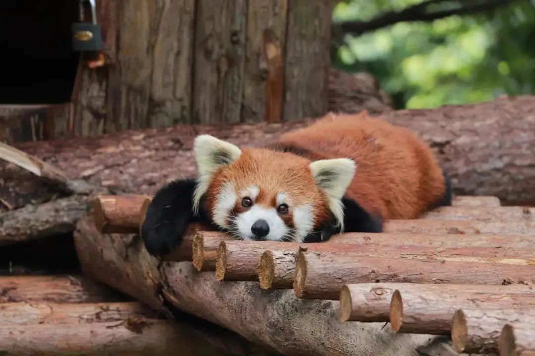 云南野生动物园