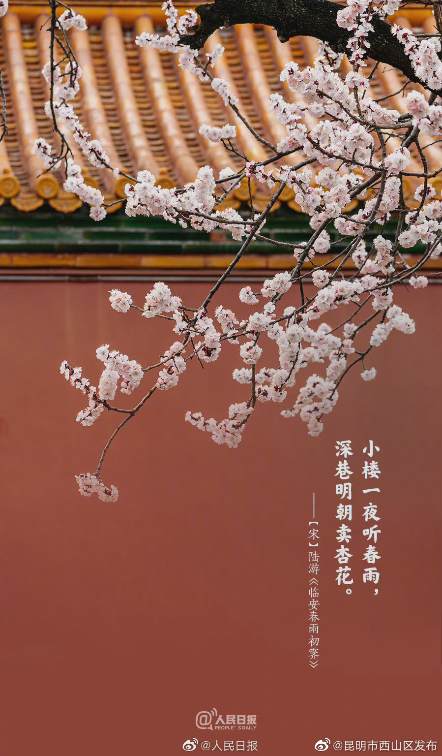 昆明市西山区发布