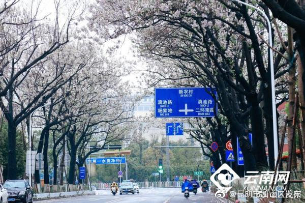 昆明市西山区发布