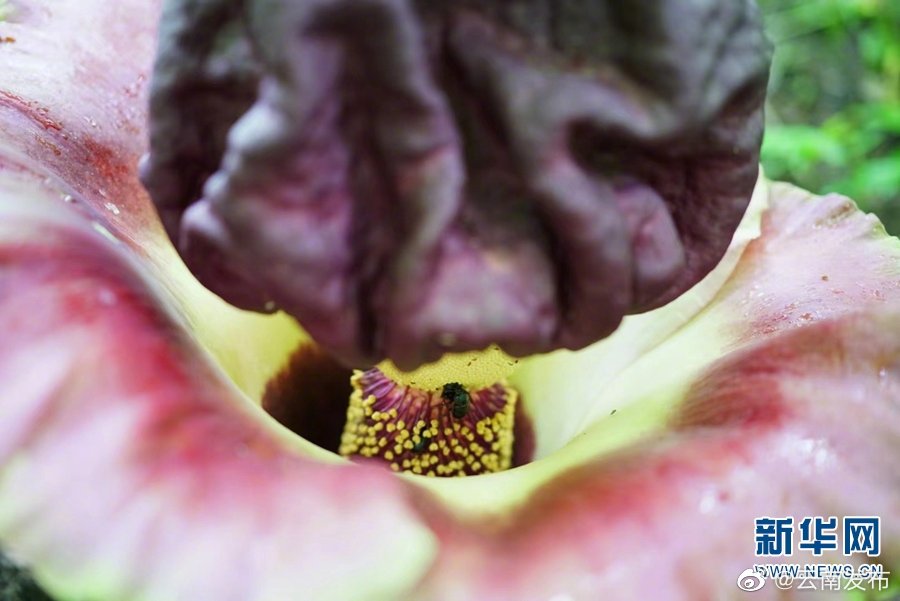 “云南发布”微博