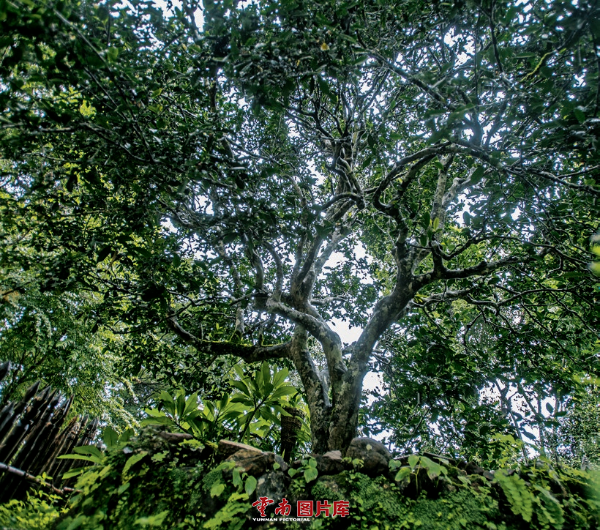 云南信息报