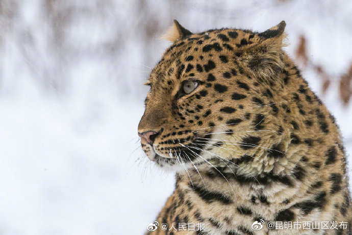 昆明市西山区发布