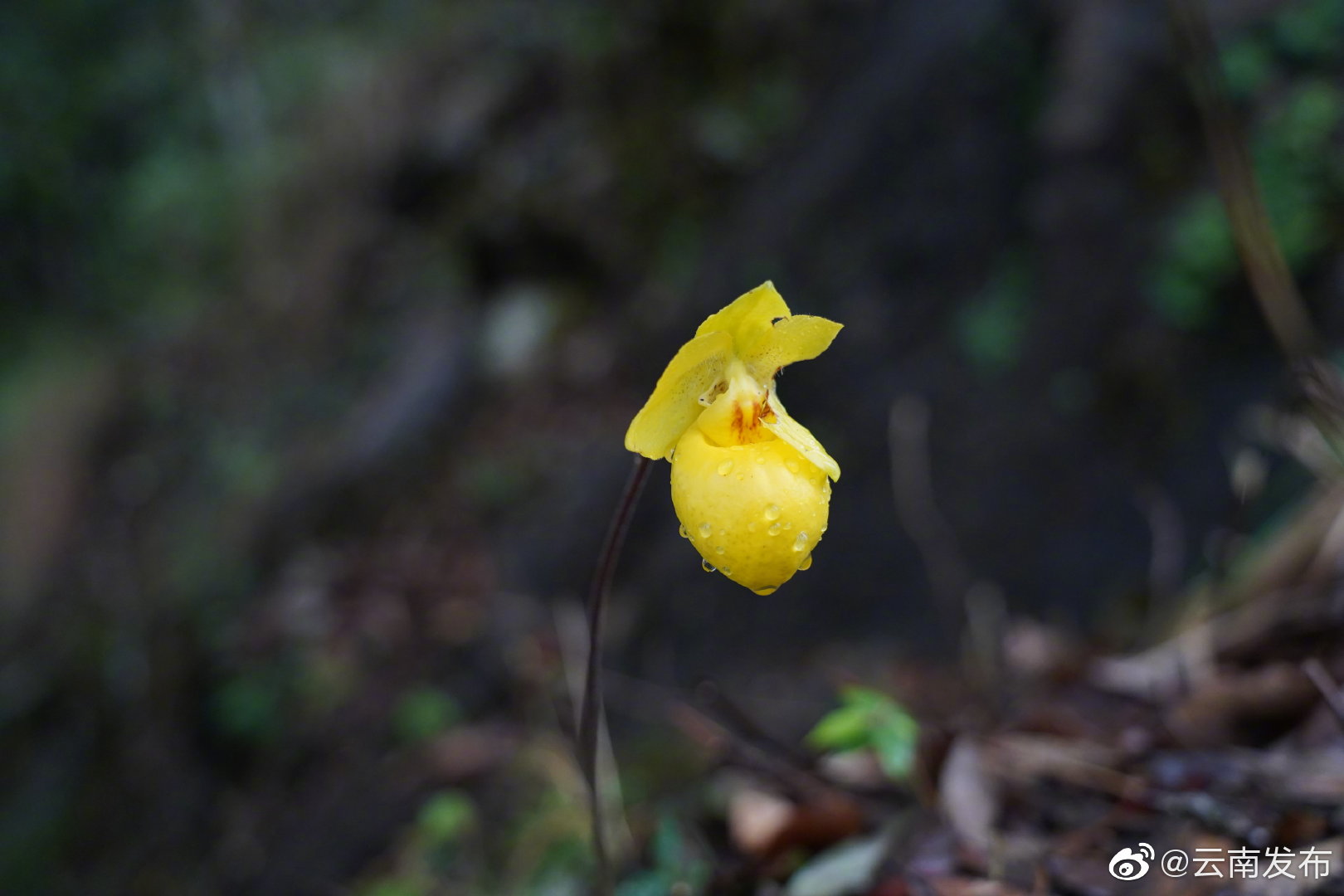 “云南发布”微博