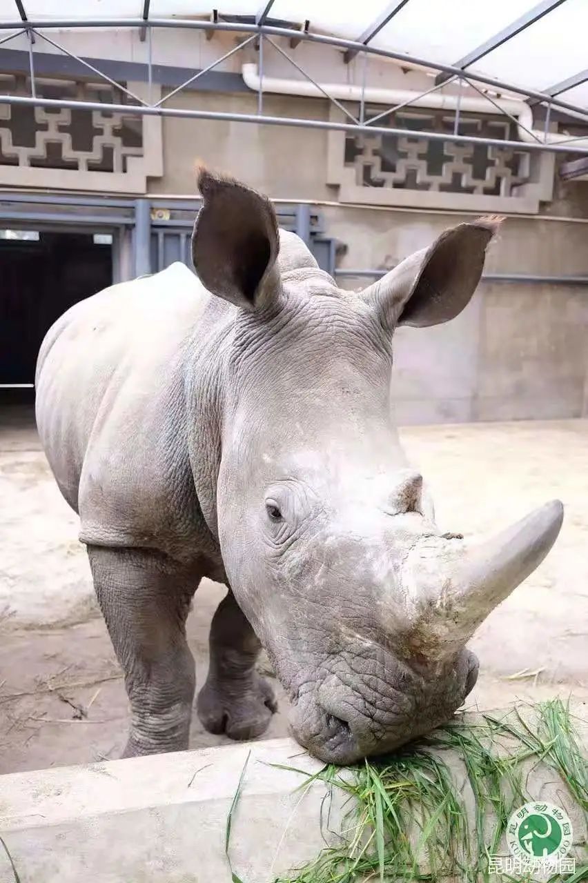 昆明动物园
