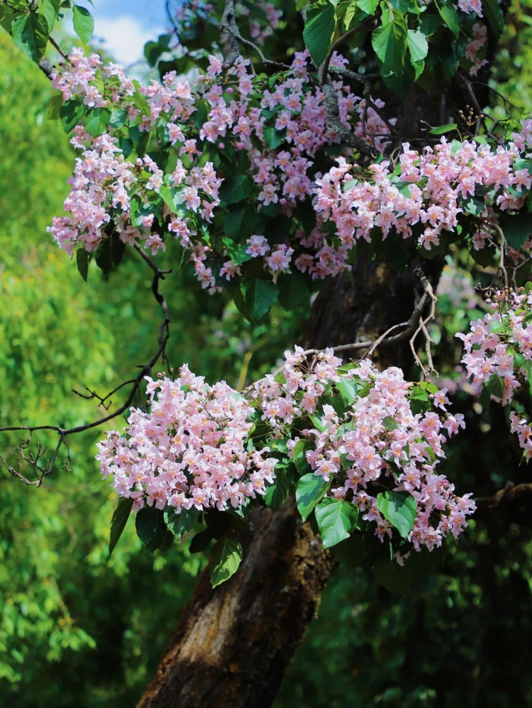 云南省文化和旅游厅