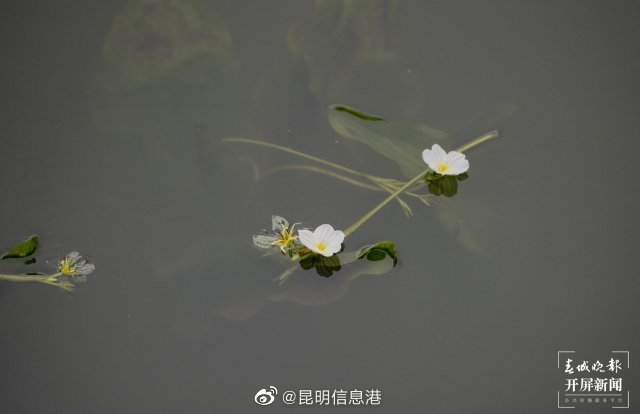 昆明信息港