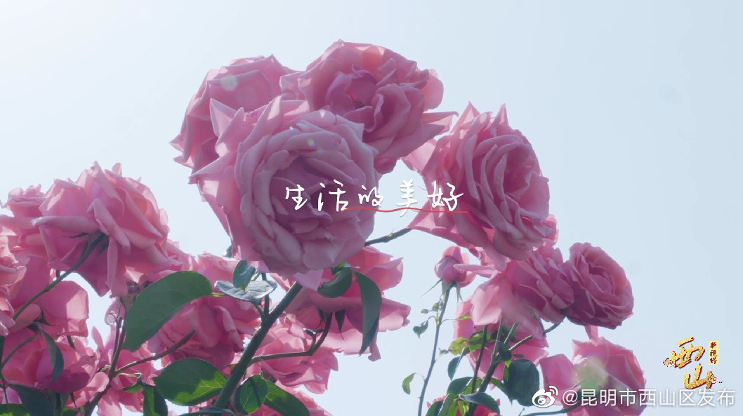 昆明市西山区发布